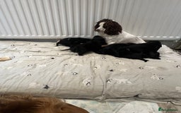 Cocker Spaniel dogs for sale:  4 Beautiful Cocker Spaniel Girls 🐶 - Image 2