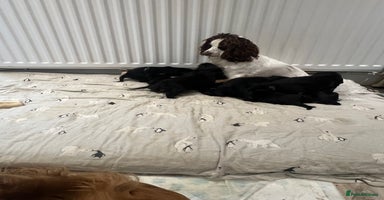 Cocker Spaniel dogs - Advert 2