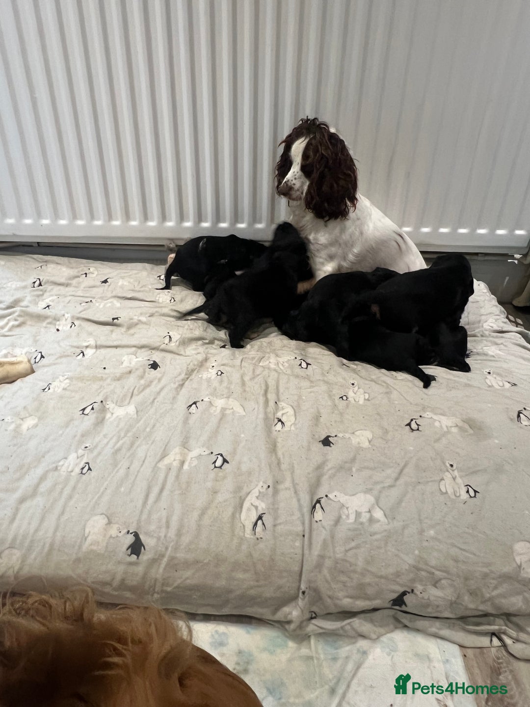 Cocker Spaniel dogs for sale:  4 Beautiful Cocker Spaniel Girls 🐶 - Image 2