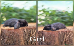 Mini Lop rabbits for sale: Three gorgeous mini lop bunnies for sale sale - Image 3