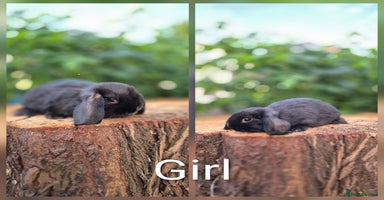 Mini Lop rabbits - Advert 5
