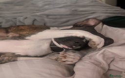 American Bull Staffy dogs for stud: For Stud - Image 7