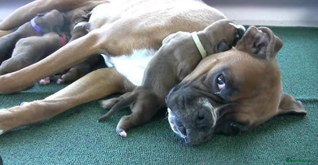 Boxer dogs for sale: Beautiful female boxer puppy  - Image 7