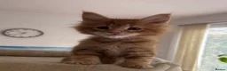 Maine Coon cats for sale: TICA Reg Maine Coon Kittens Ginger Red Cream - Advert 19
