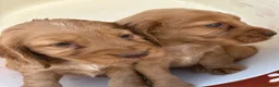 Cocker Spaniel dogs for sale: Beautiful cocker spaniel puppies  in York - Advert 10