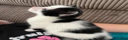 Mixed Breed cats for sale: Mix Angora kittens  - Advert 9