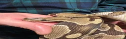Python Snake reptiles for sale: Royal Pythons - Advert 7