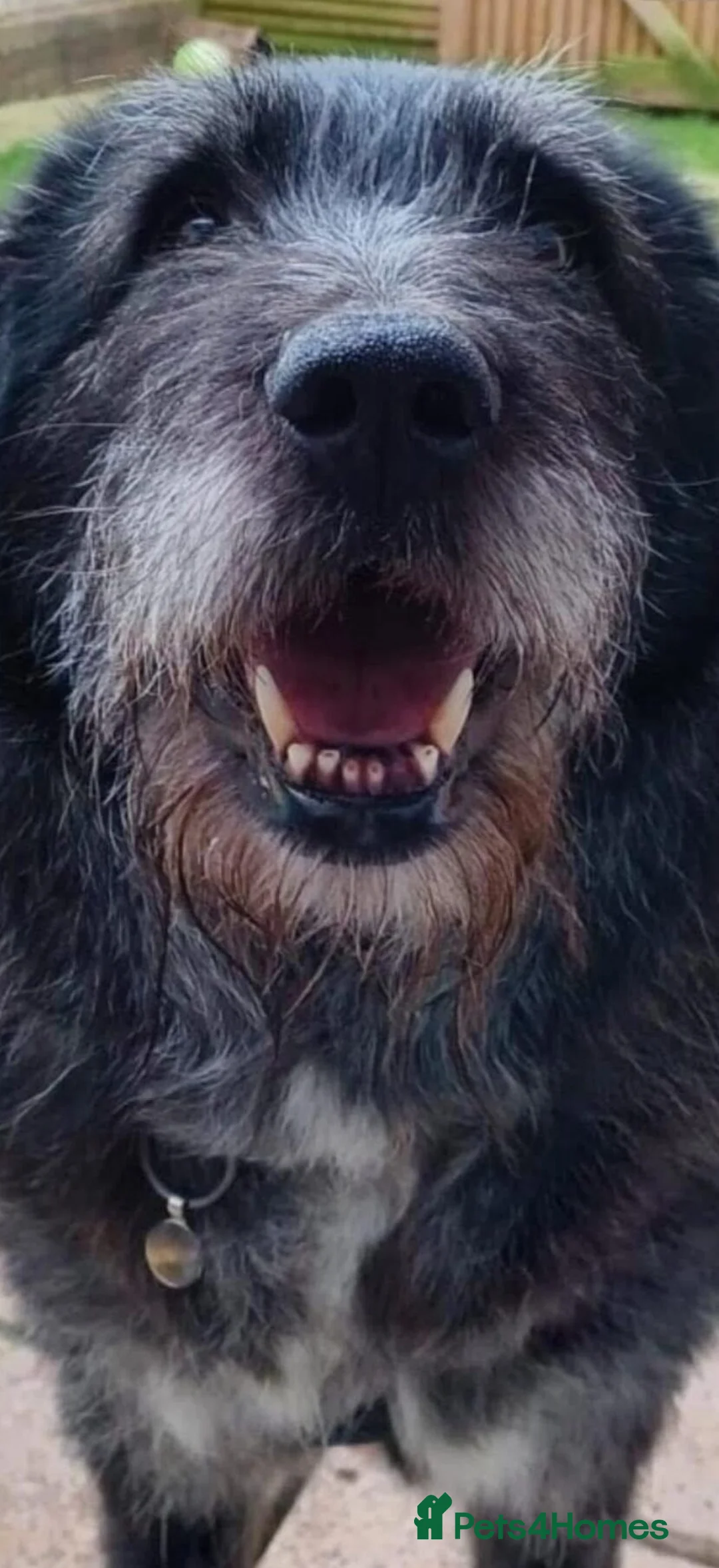 Mixed Breed dogs for adoption: Archie Senior - Advert 2