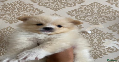 Pomeranian dogs - Advert 14