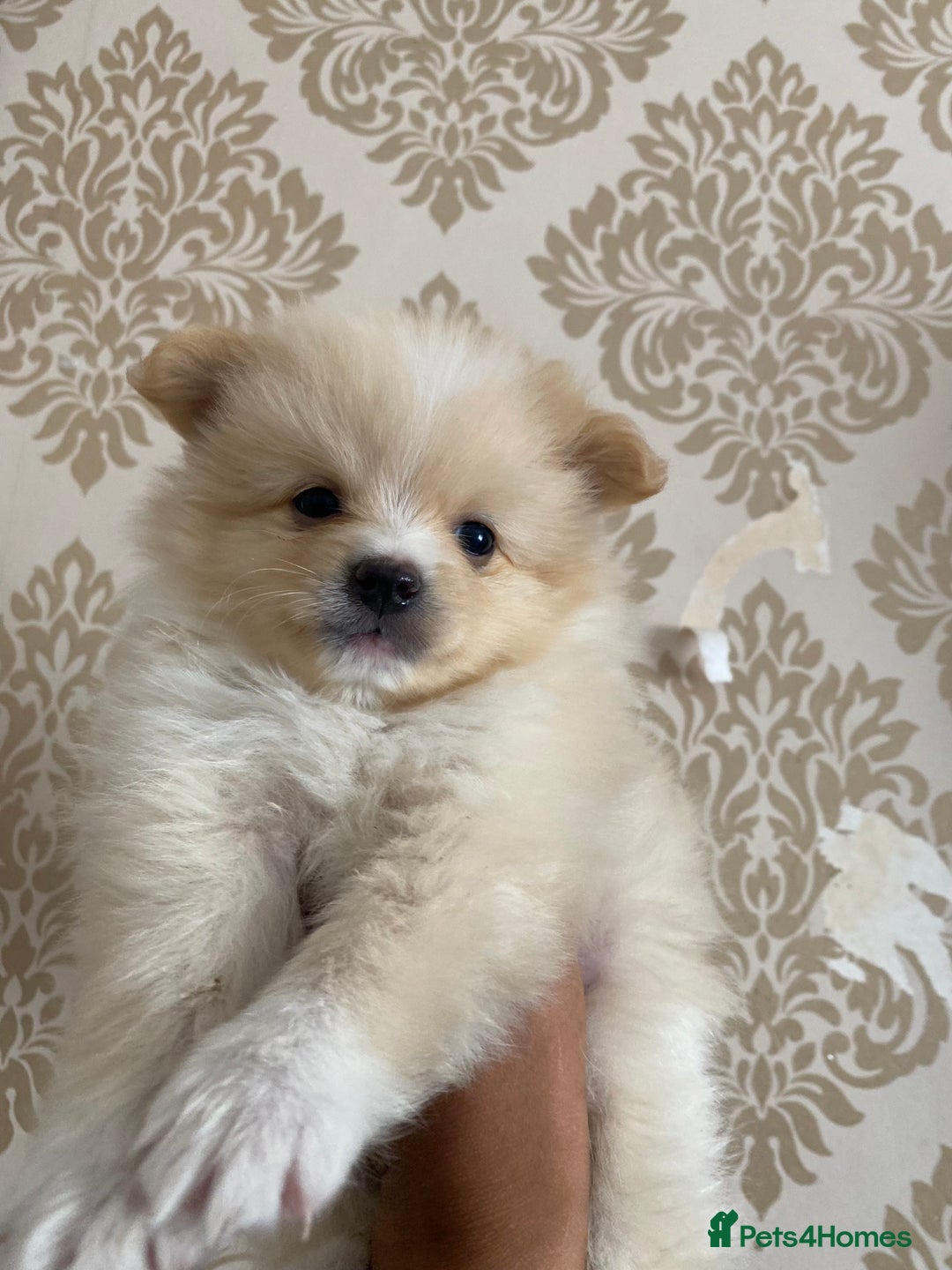 Pomeranian dogs for sale: Beautiful Russian bloodline Pomeranian puppies - Image 3