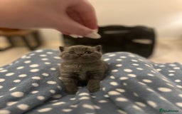 British Shorthair cats for sale: British Shorthair Kittens - Image 17
