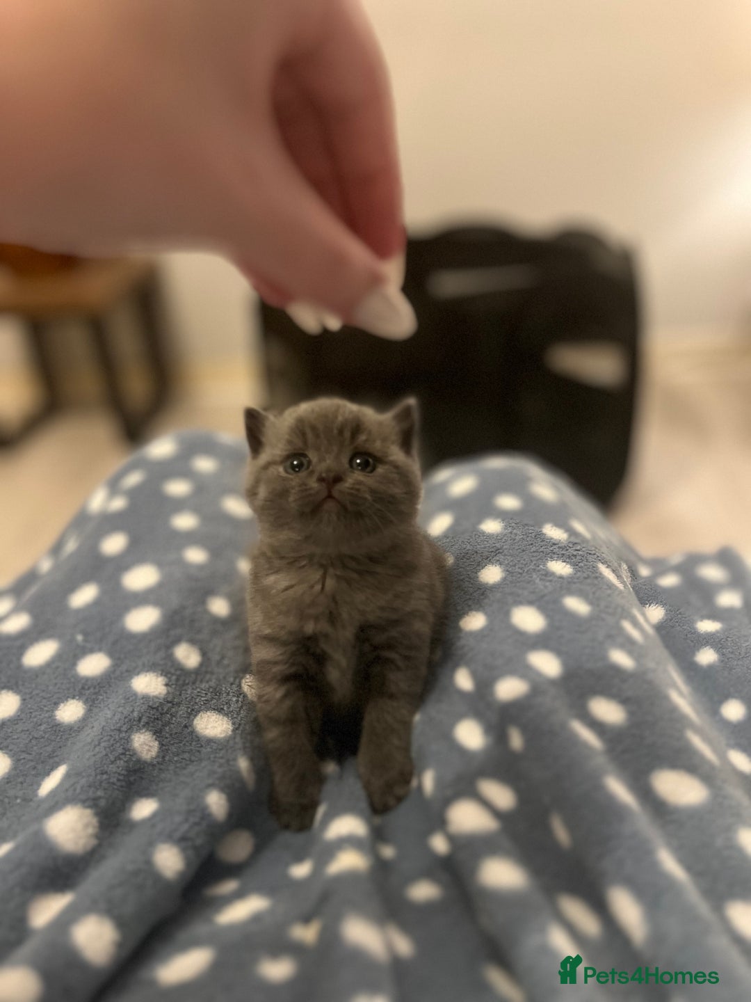 British Shorthair cats for sale: British Shorthair Kittens - Image 17