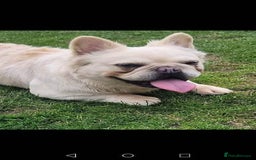 French Bulldog dogs for sale: Fluffy French Bulldog–Ready for Their Homes - Image 7
