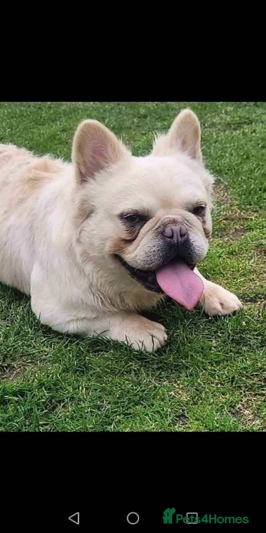 French Bulldog dogs for sale: Fluffy French Bulldog–Ready for Their Homes - Image 7