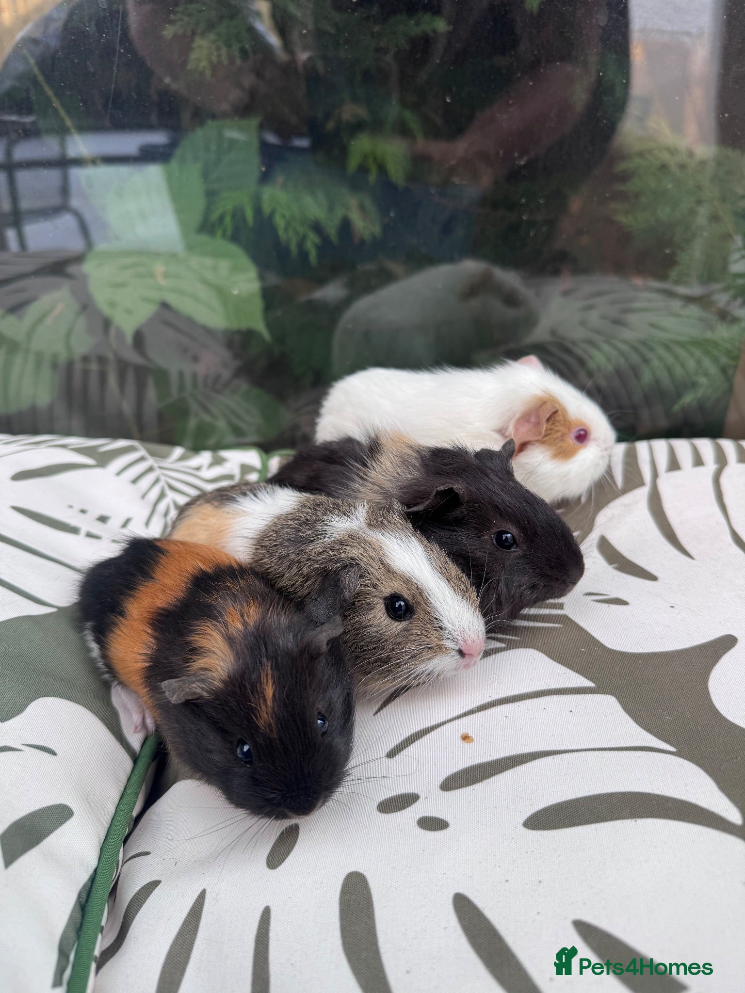 Guinea Pig rodents Baby boars for sale  - Advert 18