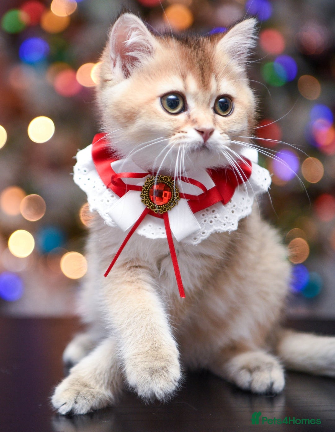 British Shorthair cats for sale: British shorthair pedigree kittens - Advert 23