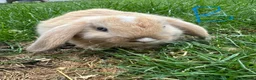 Mini Lop rabbits for sale: Mini Lop Rabbits For Sale  - Advert 3