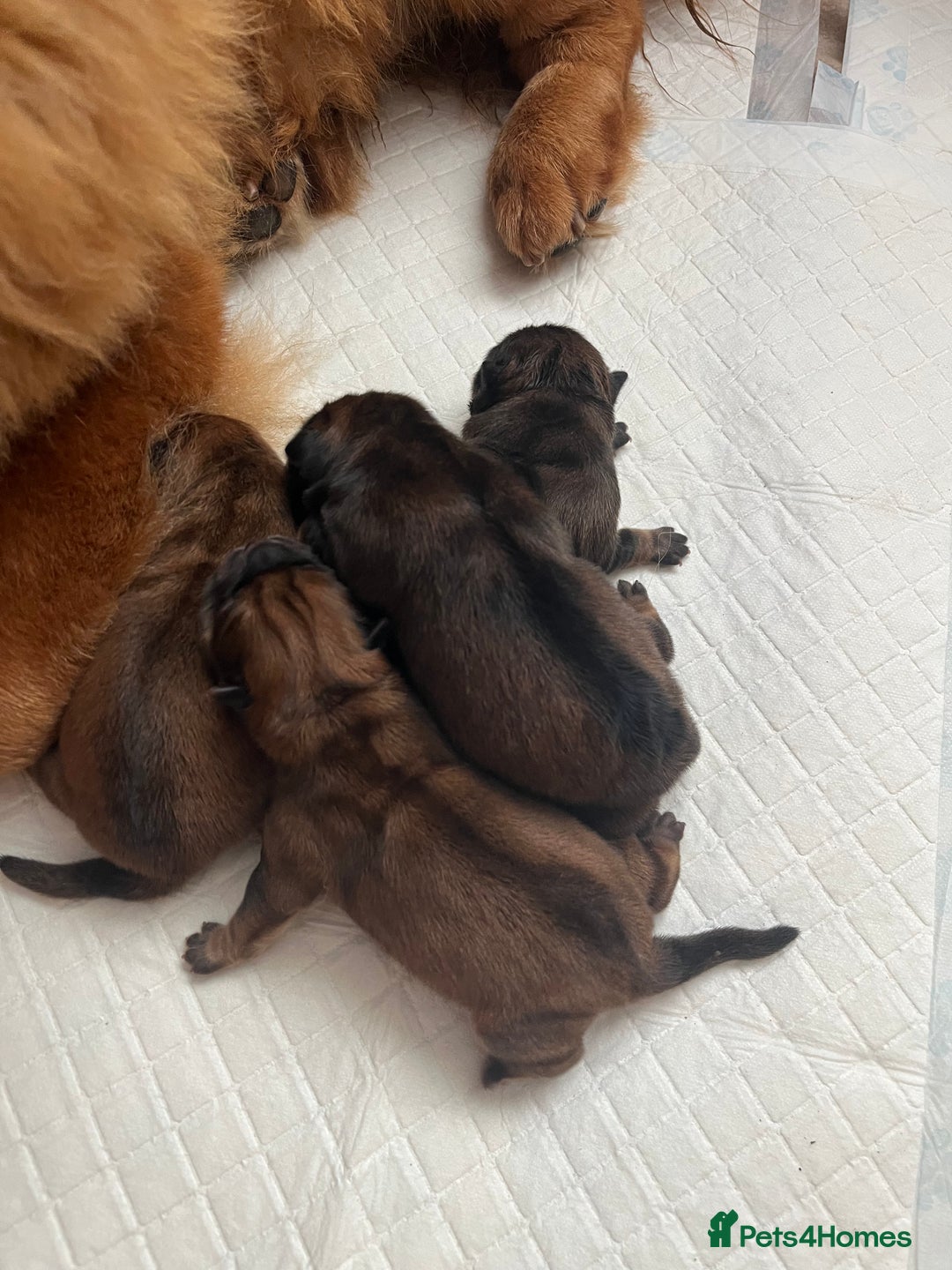 Chow Chow dogs for sale: Chow chow pups - Image 12