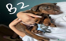 Dobermann dogs for sale: Absolutely geogeous KC registered doberman puppies - Image 2