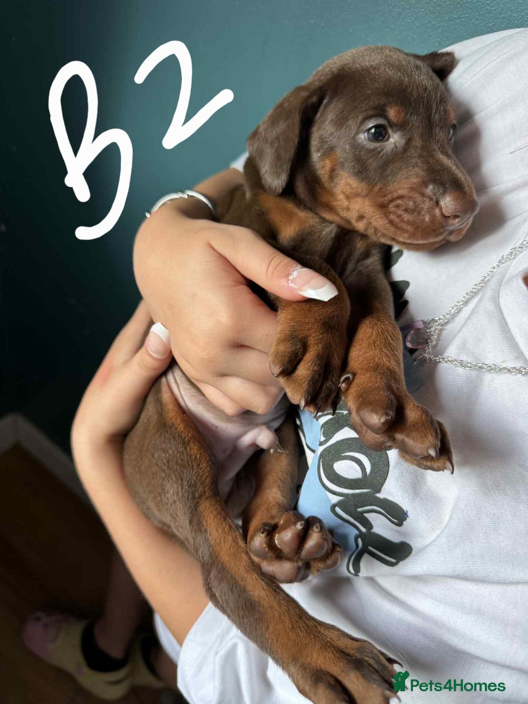 Dobermann dogs for sale: Absolutely geogeous KC registered doberman puppies - Image 2