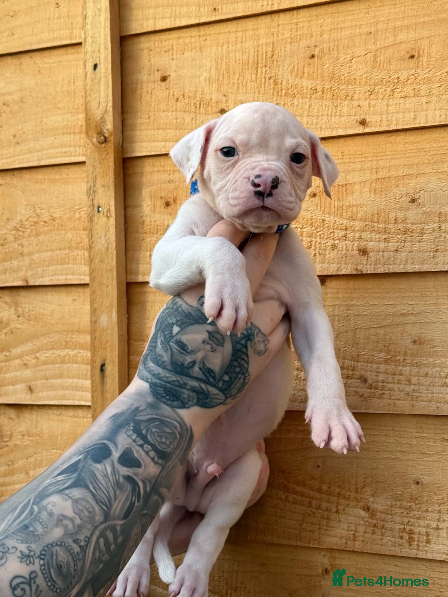 American Bulldog dogs Ready NEBBR papered American bulldog puppies  - Advert 12
