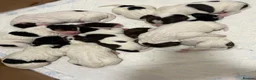 English Springer Spaniel dogs for sale: English Springer Spaniel Puppies - Advert 22