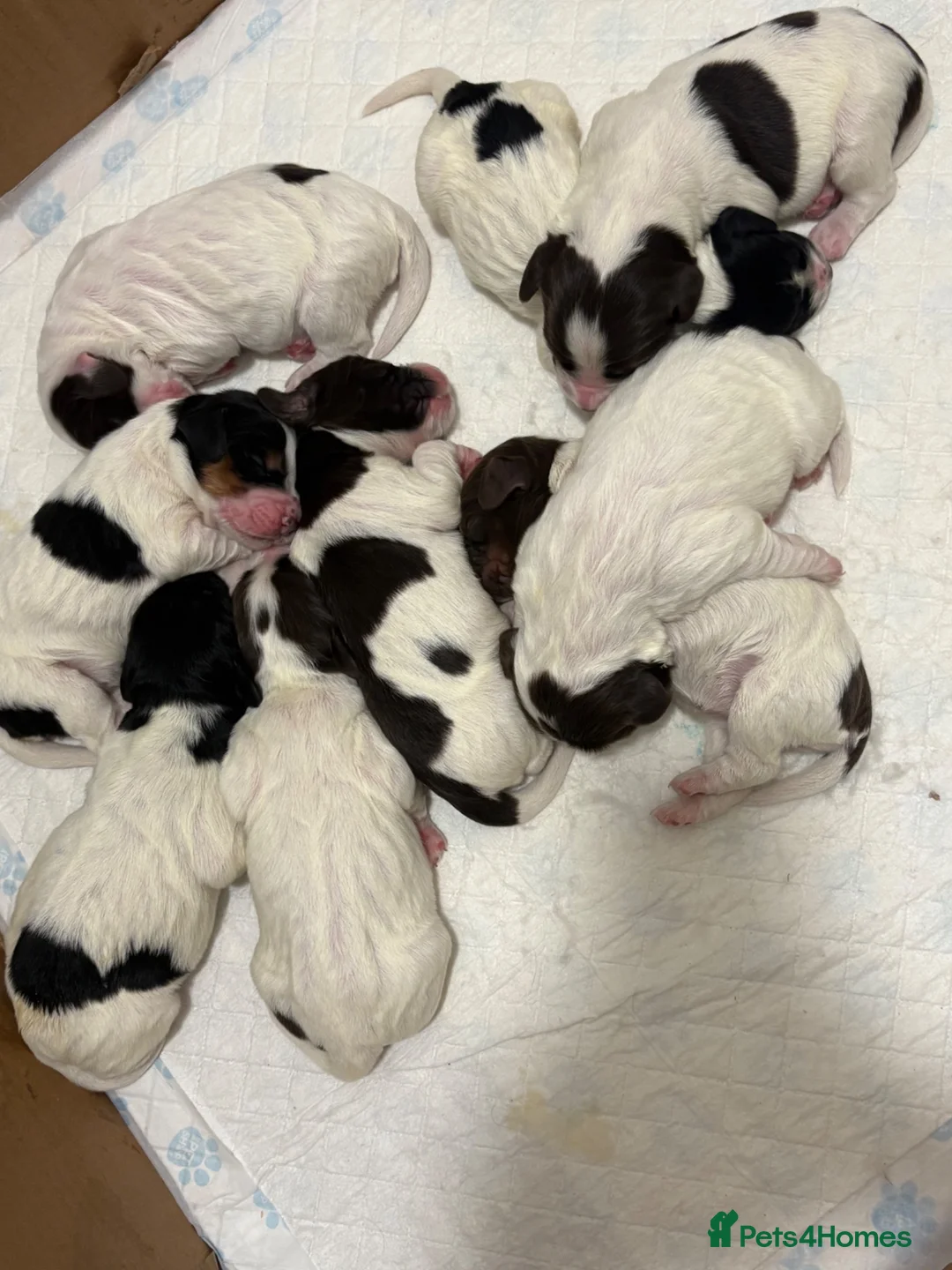 English Springer Spaniel dogs for sale: English Springer Spaniel Puppies - Advert 22