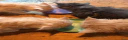Maine Coon cats for sale: Maine Coon kittens from champion lines  - Advert 31