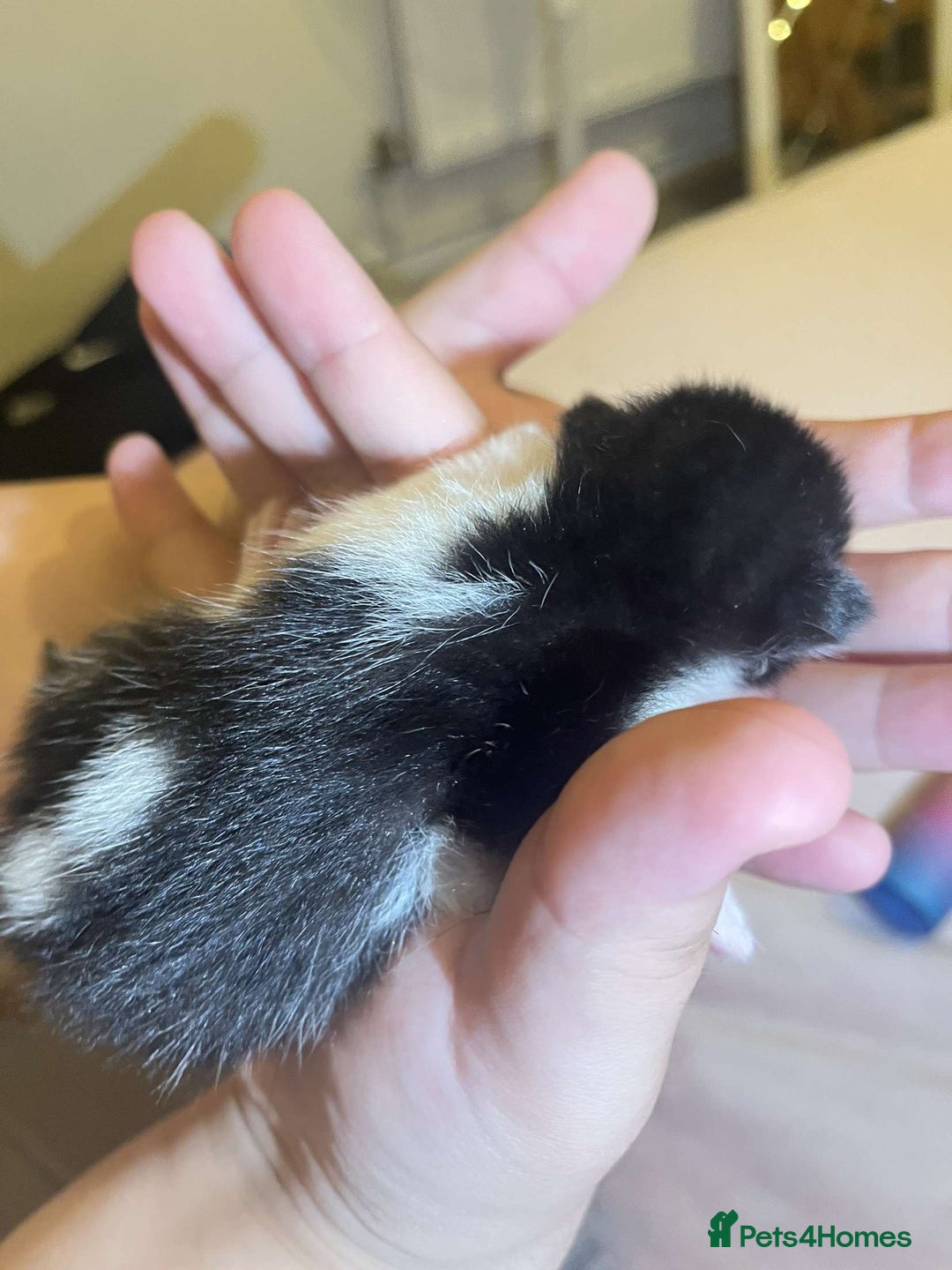Mixed Breed cats for sale: 5 mixed breed newborn kittens  - Image 17