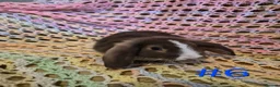 Mini Lop rabbits for sale: 7 Cute Baby Mini Lop Rabbits - Advert 13