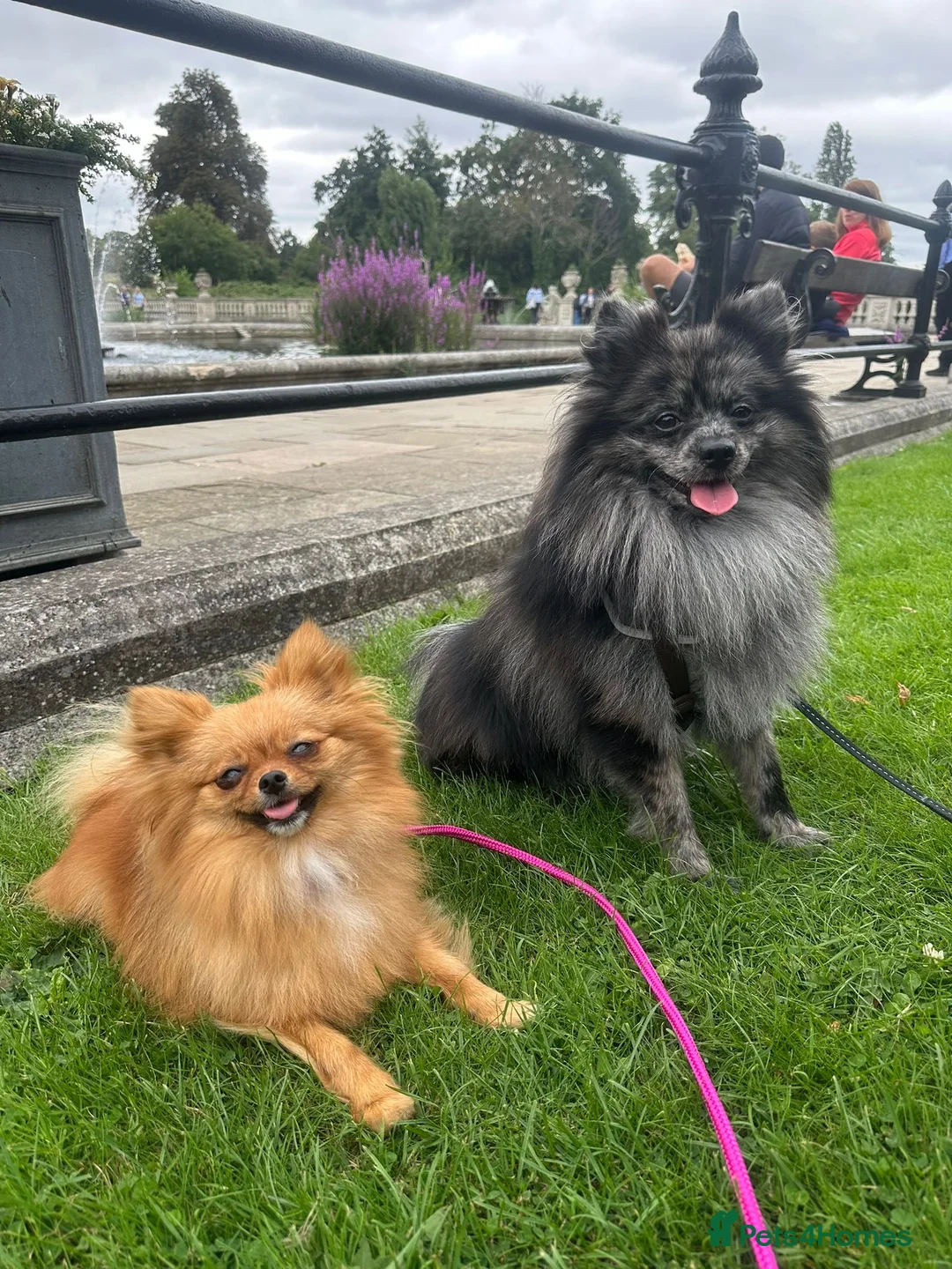 Pomeranian dogs for stud: High-Quality Wolf Sable Pomeranian Stud| Abu Dhabi - Advert 7