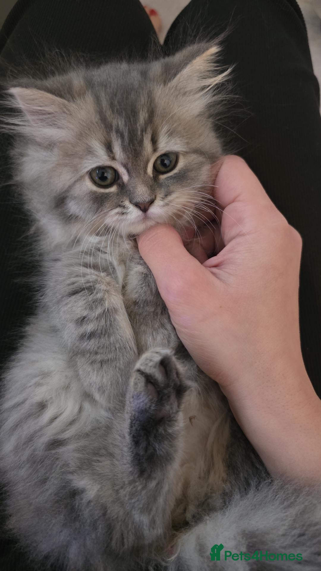 Mixed Breed cats Adorable Ragdoll x Persian Kittens.  - Advert 6