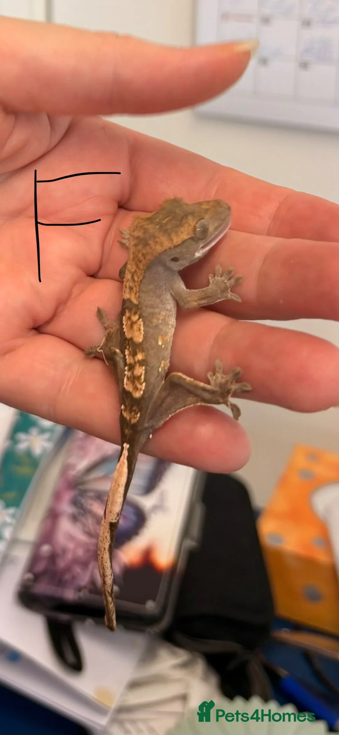 Gecko reptiles for sale: Crested geckos gargoyle geckos various - Advert 2