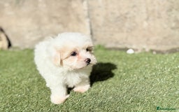 Maltese dogs for sale: Puppies Maltese  - Image 14