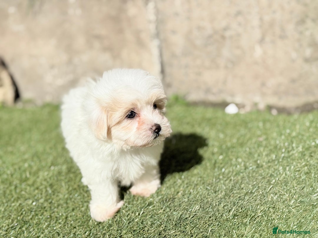 Maltese dogs for sale: Puppies Maltese  - Image 14
