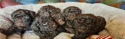 Toy Poodle dogs for sale: KC REG CHOCOLATE TOY POODLE PUPPYS  - Advert 9
