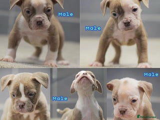 Olde English Bulldogge dogs 5⭐️COUNCIL APPROVED,LICENSED, 23 YEARS EXPERIENCE. - Advert 4