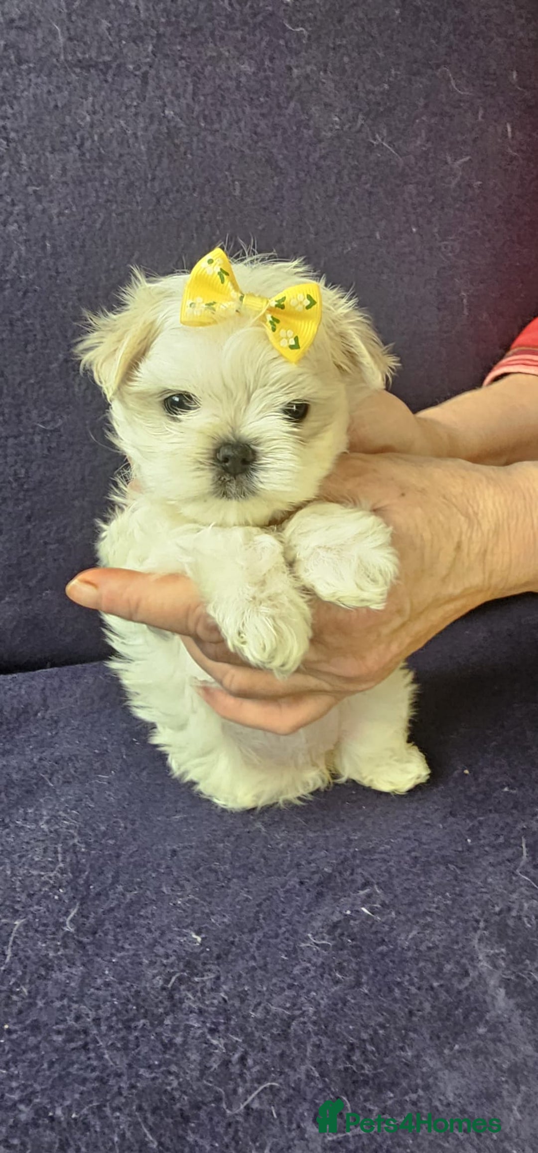 Maltese dogs for sale: Mini Maltese  - Advert 1