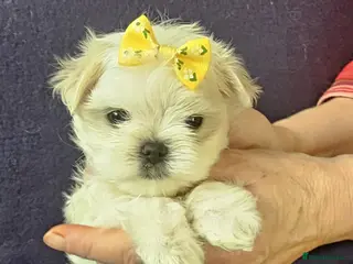 Maltese dogs Mini Maltese 2 boys left! - Advert 8