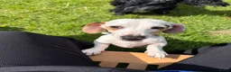 Chiweenie dogs for sale: Blue Merle Chiweenie - Advert 2