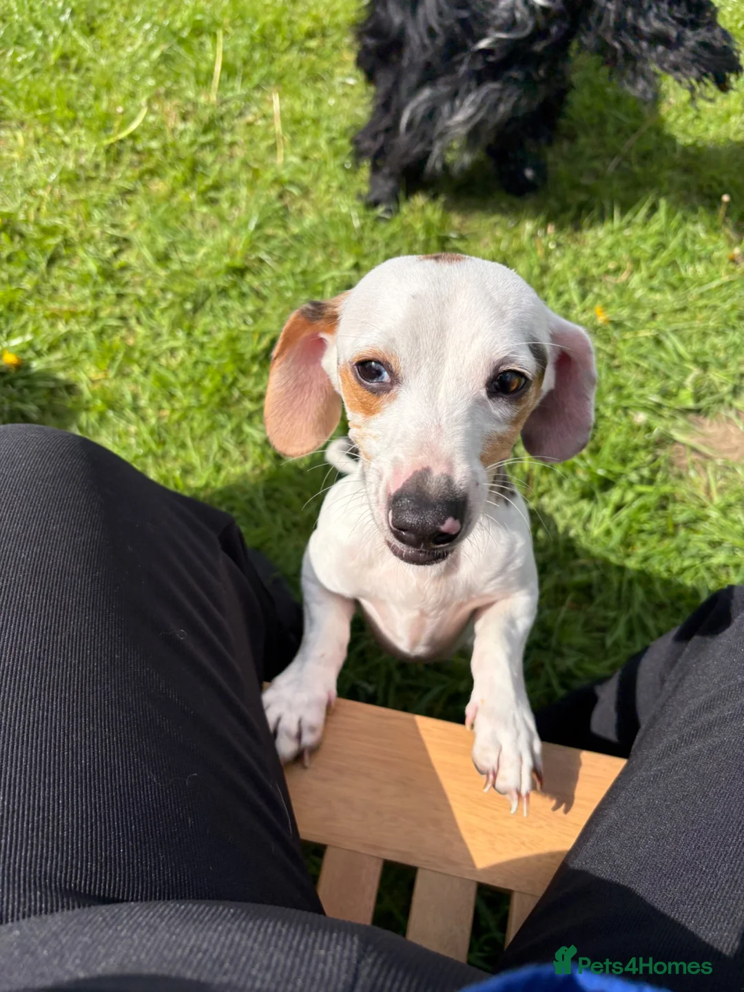 Chiweenie dogs for sale: Blue Merle Chiweenie - Advert 2