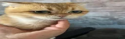 Scottish Fold cats for sale: Scottish fold - Advert 21