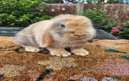 Mini Lop rabbits for sale: Baby mini lops  - Image 5