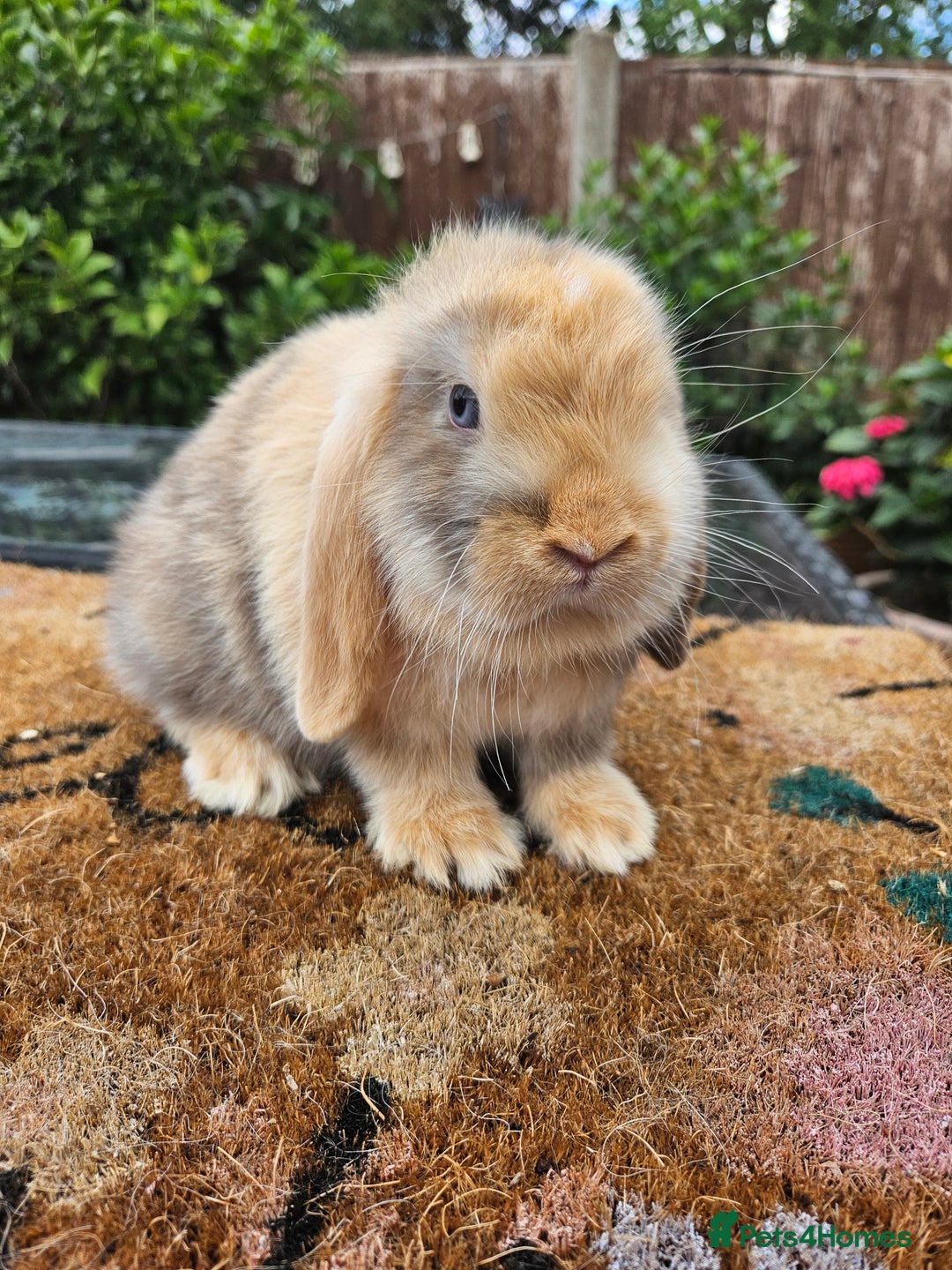 Mini Lop rabbits for sale: Baby mini lops  - Image 5