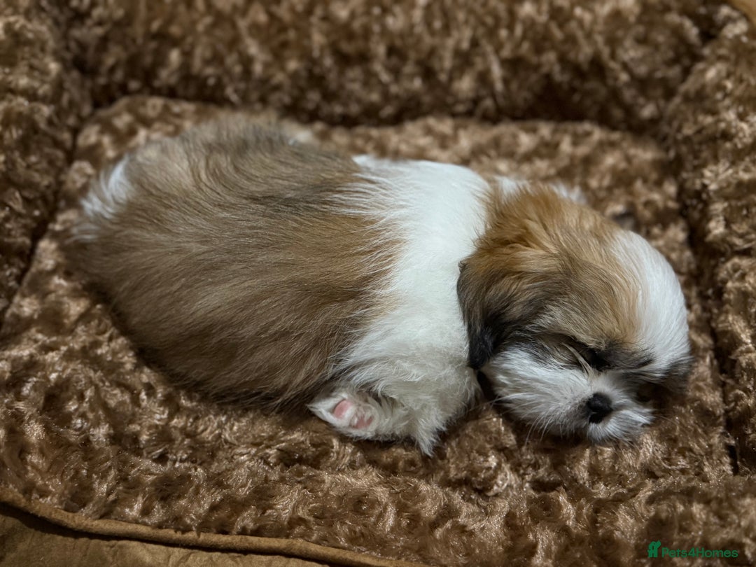 Shih Tzu dogs for sale: Beautiful Shih Tzu puppy for sale  - Advert 3