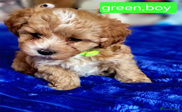 Maltipoo dogs - Advert 15