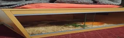 Corn Snake reptiles for sale: Male corn snake  - Advert 2