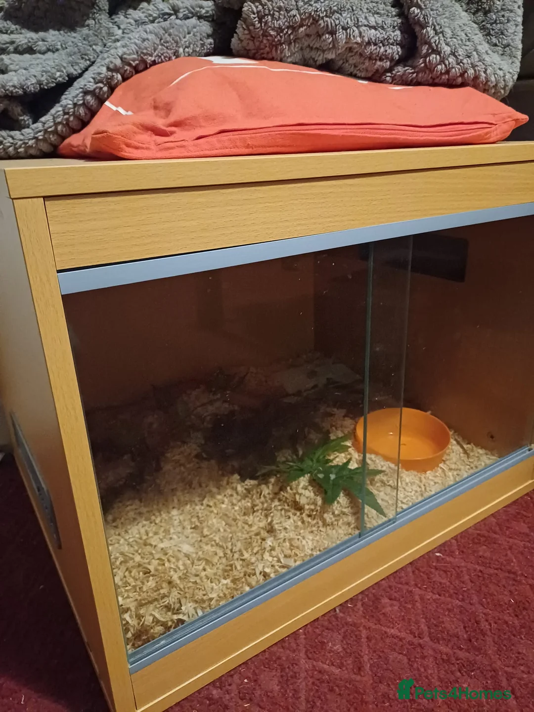Corn Snake reptiles for sale: Male corn snake  - Advert 2