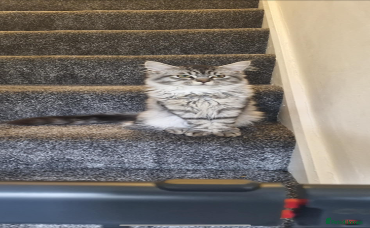 Maine Coon cats - Advert 5