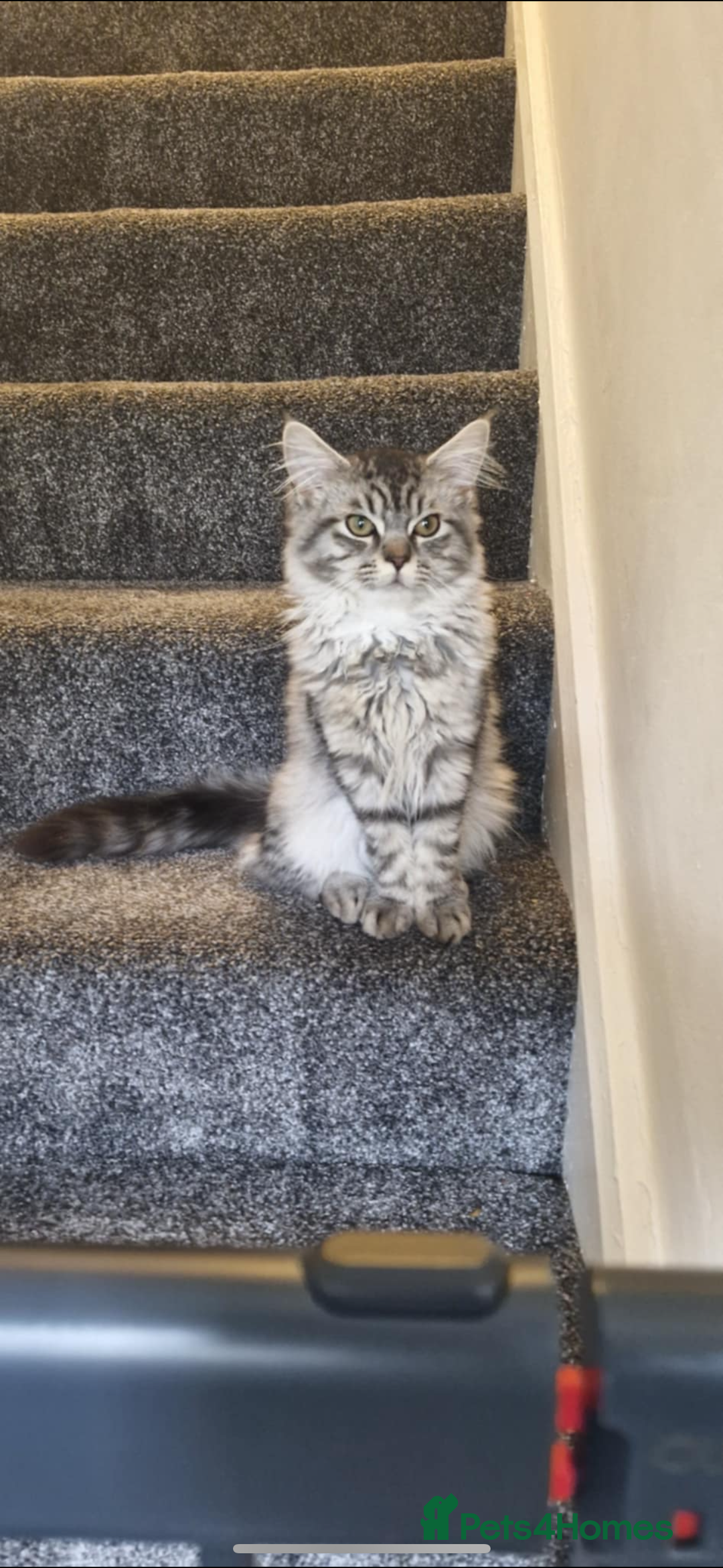 Maine Coon cats for sale: Stunning Grey & Silver Maine Coon Male - Image 1